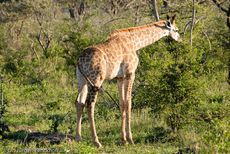 Giraffe (66 von 94).jpg